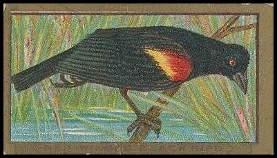 88 Red Winged Blackbird